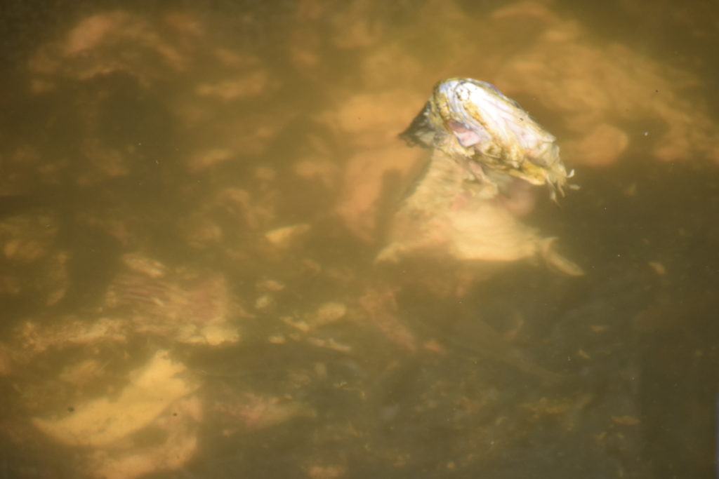 cupola park, boat ramp, millsboro, indian river headwaters, dead fish, dead crabs, fish carcasse dumping is illegal in delaware