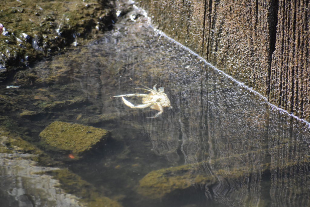 cupola park, boat ramp, millsboro, indian river headwaters, dead fish, dead crabs, fish carcasse dumping is illegal in delaware