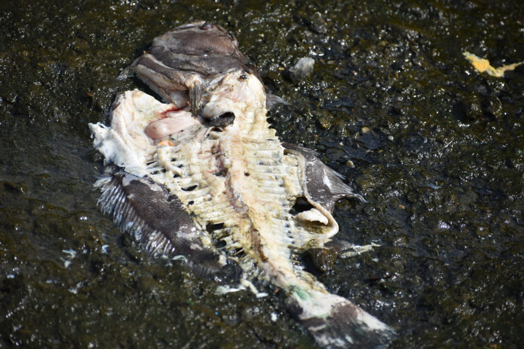 cupola park, boat ramp, millsboro, indian river headwaters, dead fish, dead crabs, fish carcasse dumping is illegal in delaware