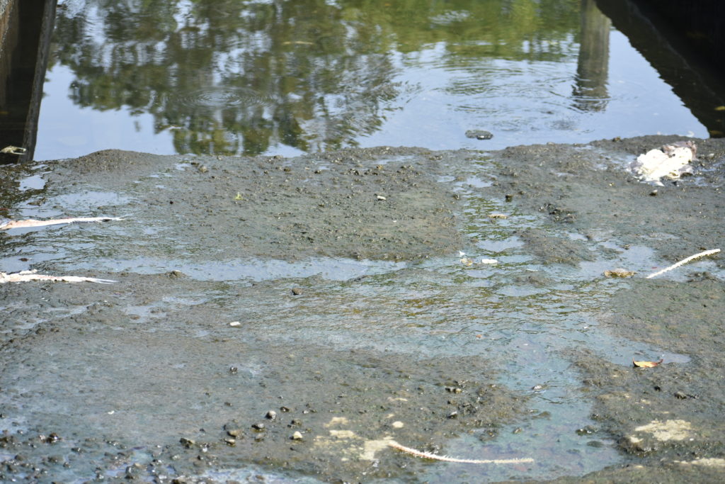 cupola park, boat ramp, millsboro, indian river headwaters, dead fish, dead crabs, fish carcasse dumping is illegal in delaware
