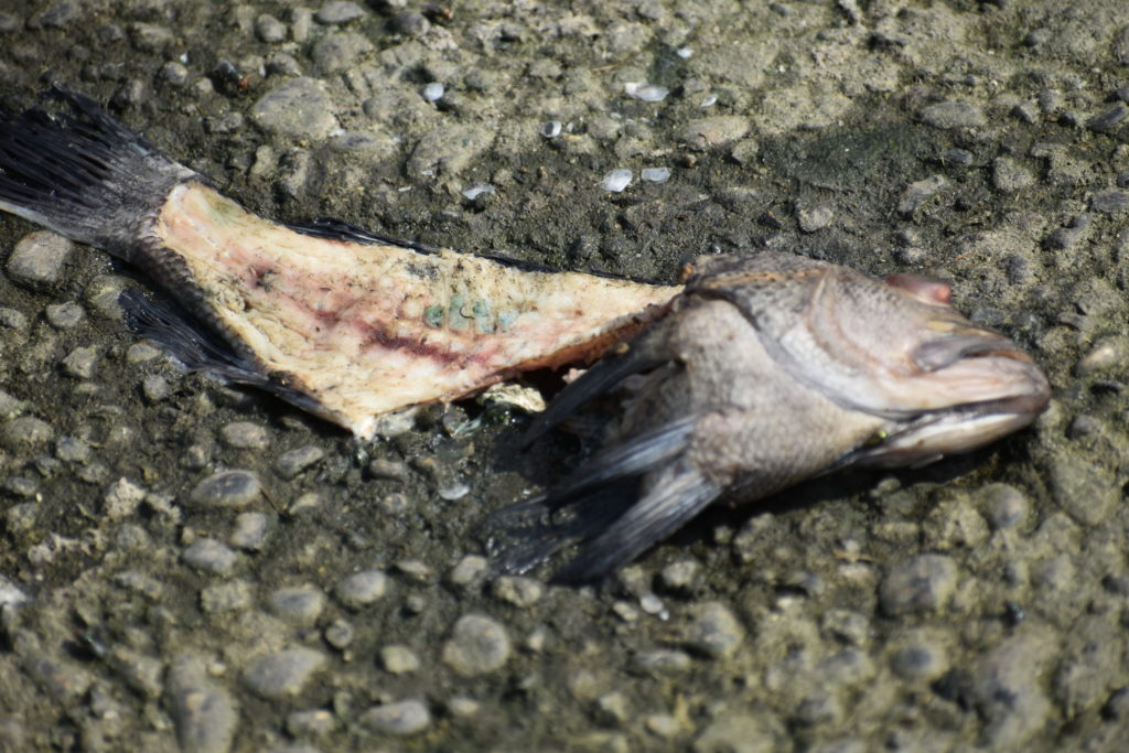 cupola park, boat ramp, millsboro, indian river headwaters, dead fish, dead crabs, fish carcasse dumping is illegal in delaware