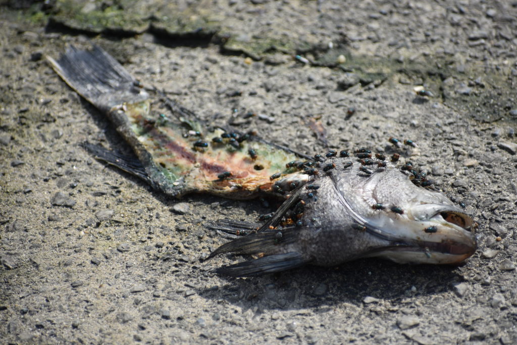 cupola park, boat ramp, millsboro, indian river headwaters, dead fish, dead crabs, fish carcasse dumping is illegal in delaware