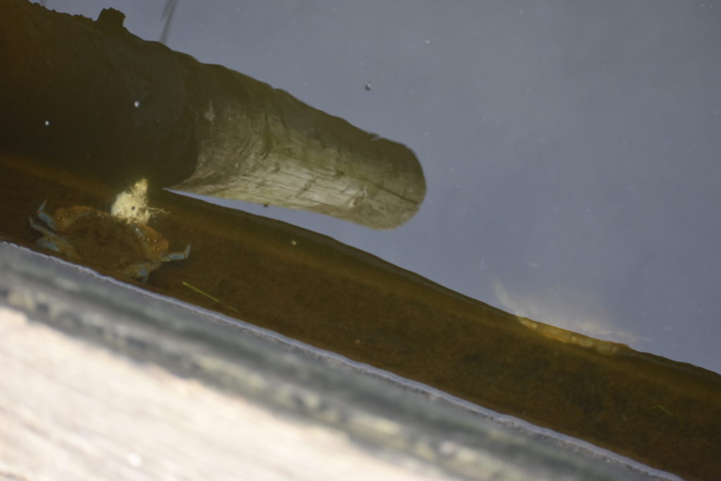 cupola park, boat ramp, millsboro, indian river headwaters, dead fish, dead crabs, fish carcasse dumping is illegal in delaware