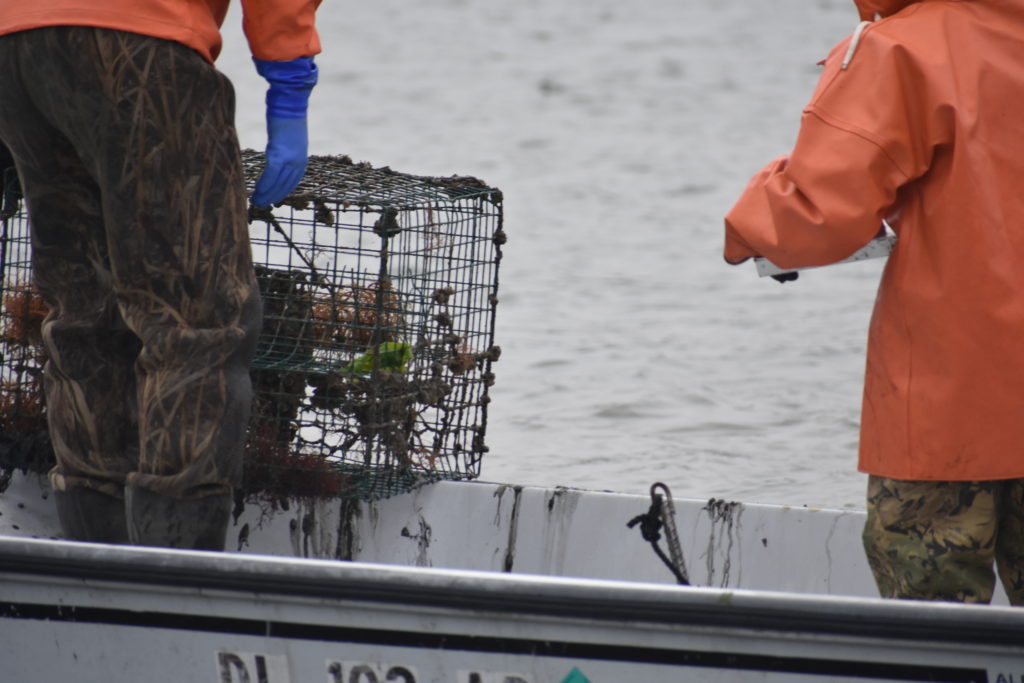 ghost crab pots, delaware sea grant, inland bays, Fish Finders for Stewardship Workshop, sea alice, rehoboth bay oyster company