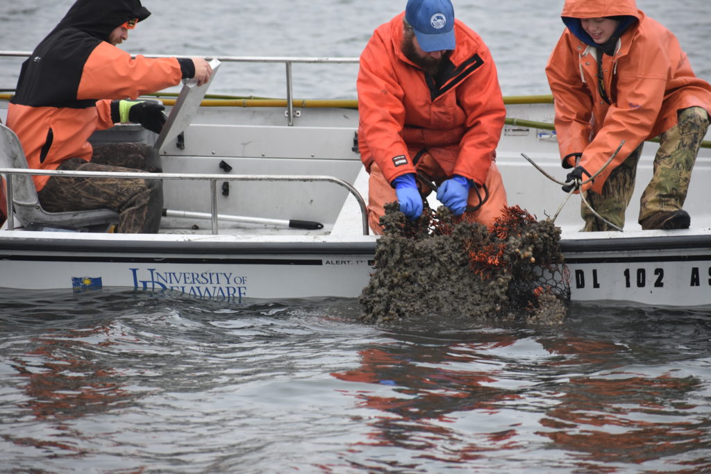 ghost crab pots, delaware sea grant, inland bays, Fish Finders for Stewardship Workshop, sea alice, rehoboth bay oyster company