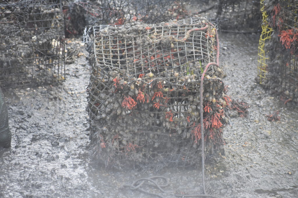 ghost crab pots, delaware sea grant, inland bays, Fish Finders for Stewardship Workshop, sea alice, rehoboth bay oyster company