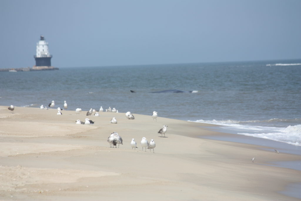 Fin whale, delaware surf fishing, cape henlopen state park, harbor of refuge, the point, breakwater east end lighthouse