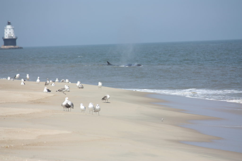 Fin whale, delaware surf fishing, cape henlopen state park, harbor of refuge, the point, breakwater east end lighthouse