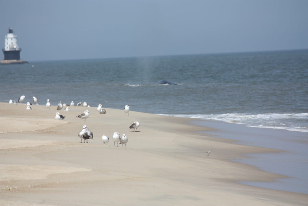 Fin whale, delaware surf fishing, cape henlopen state park, harbor of refuge, the point, breakwater east end lighthouse