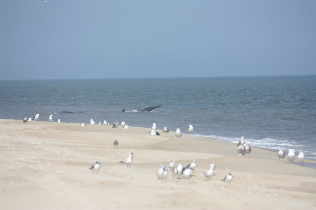 Fin whale, delaware surf fishing, cape henlopen state park, harbor of refuge, the point, breakwater east end lighthouse