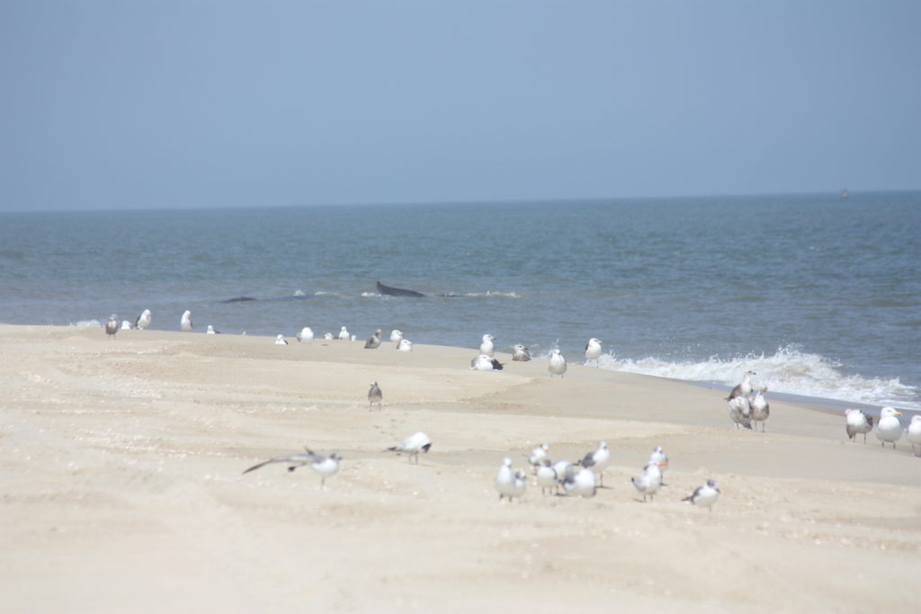 Fin whale, delaware surf fishing, cape henlopen state park, harbor of refuge, the point, breakwater east end lighthouse