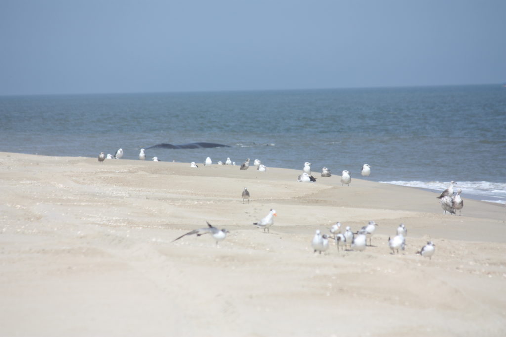 Fin whale, delaware surf fishing, cape henlopen state park, harbor of refuge, the point, breakwater east end lighthouse