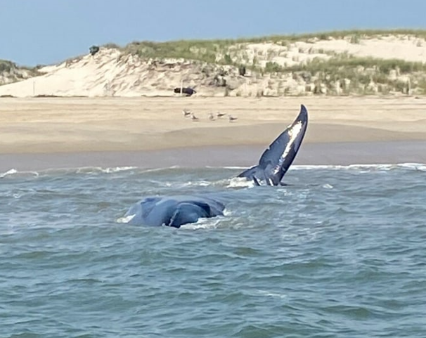 Fin whale, delaware surf fishing, cape henlopen state park, harbor of refuge, the point, breakwater east end lighthouse