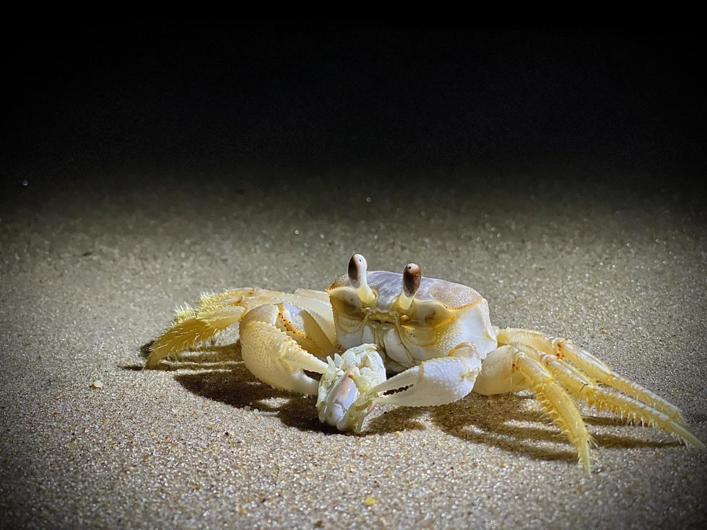 ghost crab, assateague national seashore