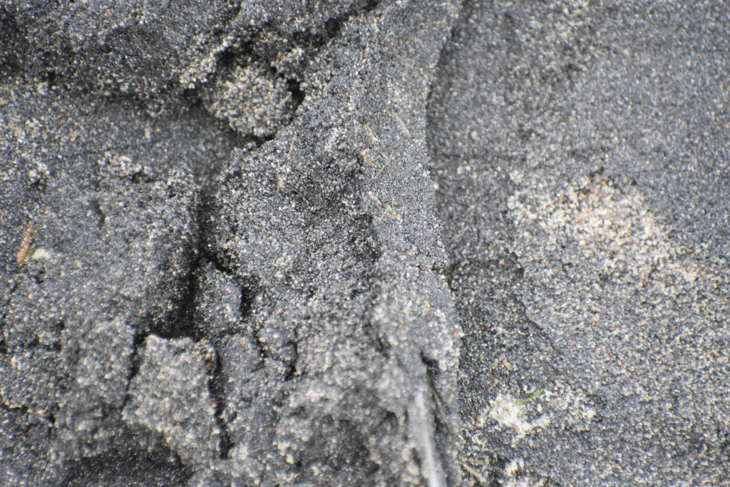 magnetite, garnet, black sand, delaware beaches, delaware surf fishing, delaware state parks,
