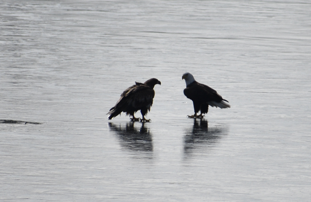 eagle, food fight, eagles on frozen pond, millsboro pond