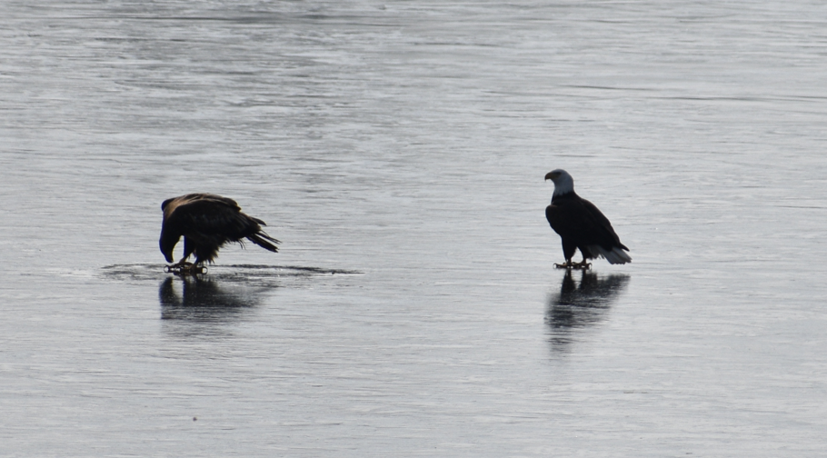 eagle, food fight, eagles on frozen pond, millsboro pond