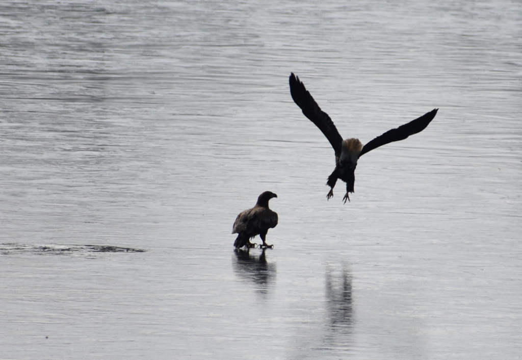 eagle, food fight, eagles on frozen pond, millsboro pond