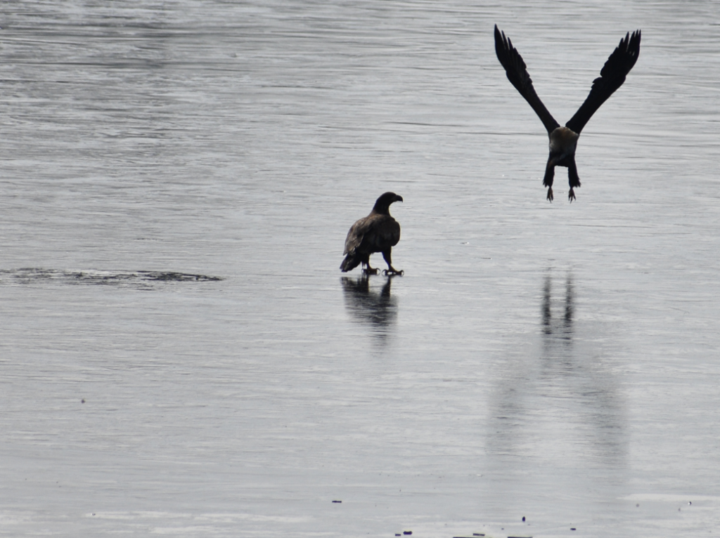 eagle, food fight, eagles on frozen pond, millsboro pond