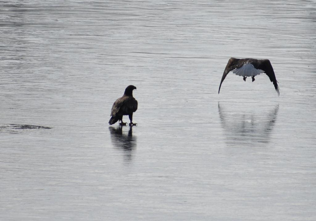 eagle, food fight, eagles on frozen pond, millsboro pond