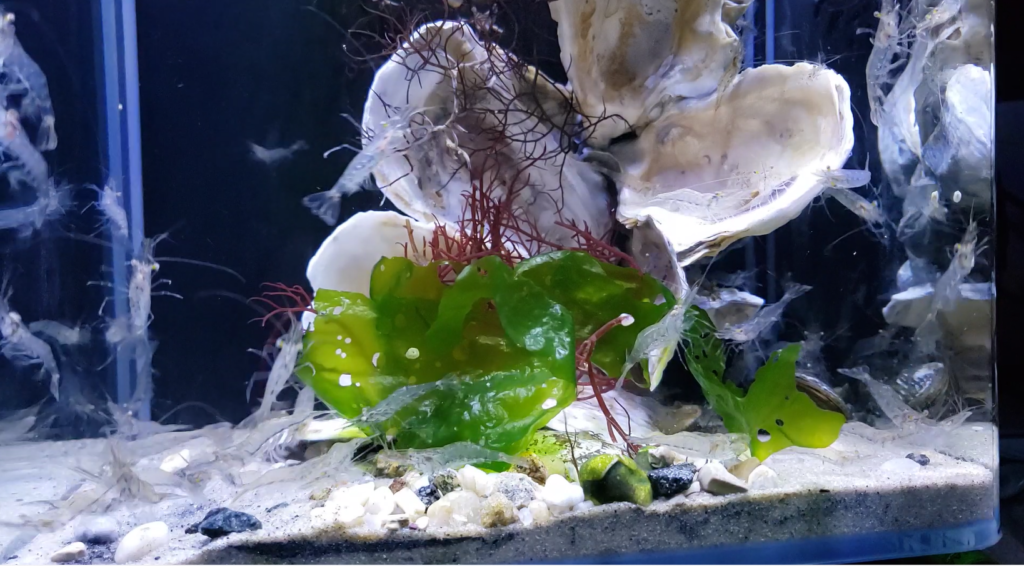 grass shrimp fish tank