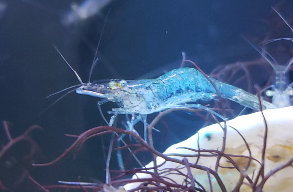 Common Grass Shrimp pugio